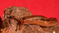 Tigerschnegel (5).jpg